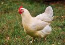 Man Jailed for Six Months Over Fowl Theft in Ogun State