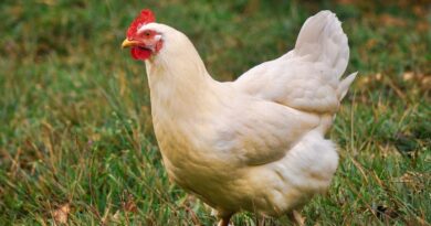 Man Jailed for Six Months Over Fowl Theft in Ogun State