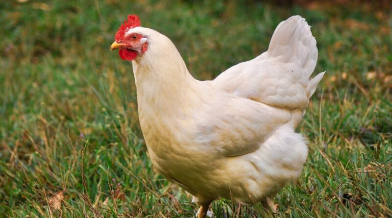 Man Jailed for Six Months Over Fowl Theft in Ogun State